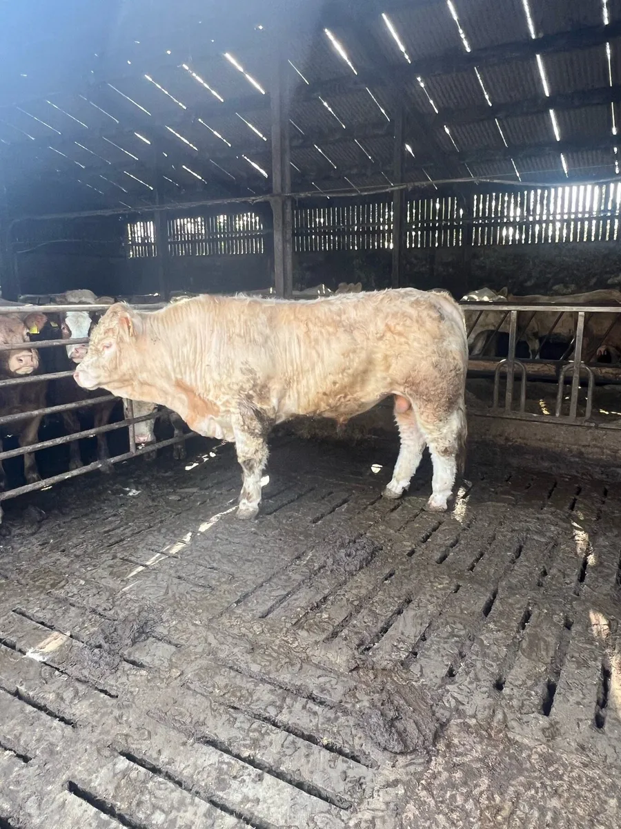 Pedigree Charolais bulls - Image 3