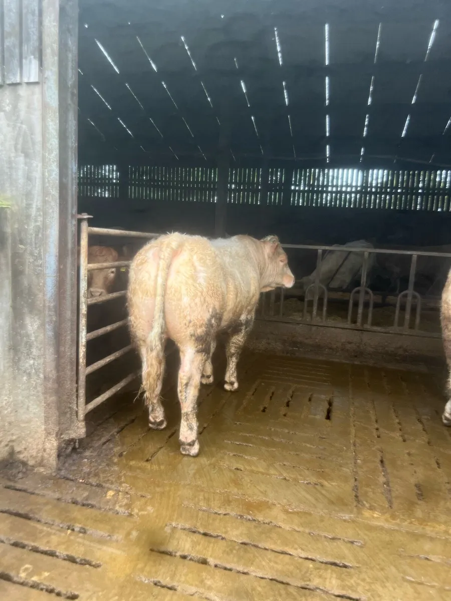 Pedigree Charolais bulls - Image 2
