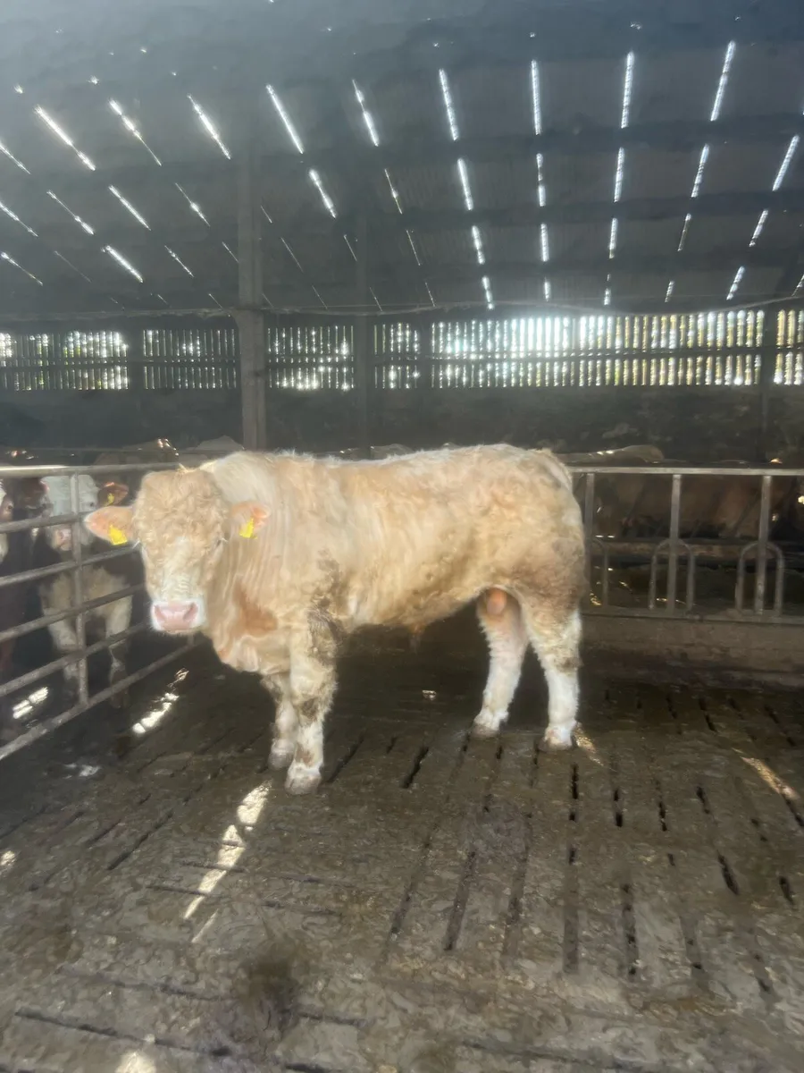 Pedigree Charolais bulls - Image 4