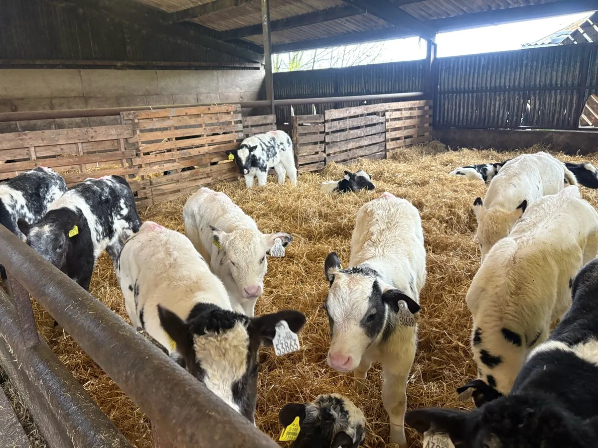 Belgian Blue Calves - Image 1