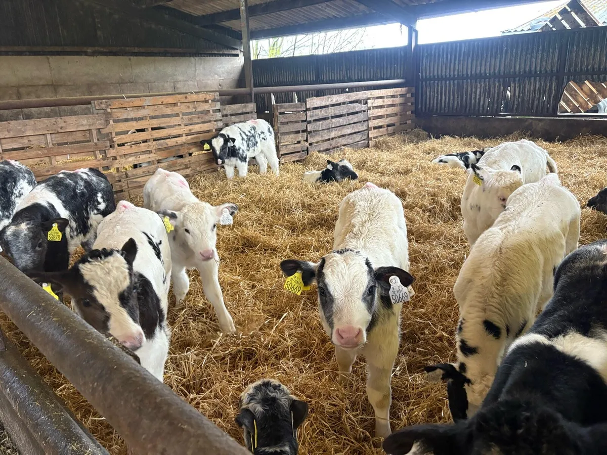 Belgian Blue Calves - Image 2