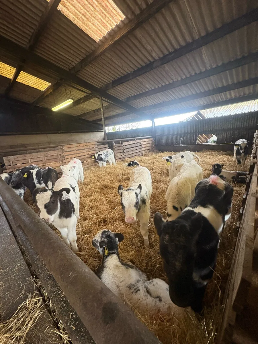Belgian Blue Calves - Image 3