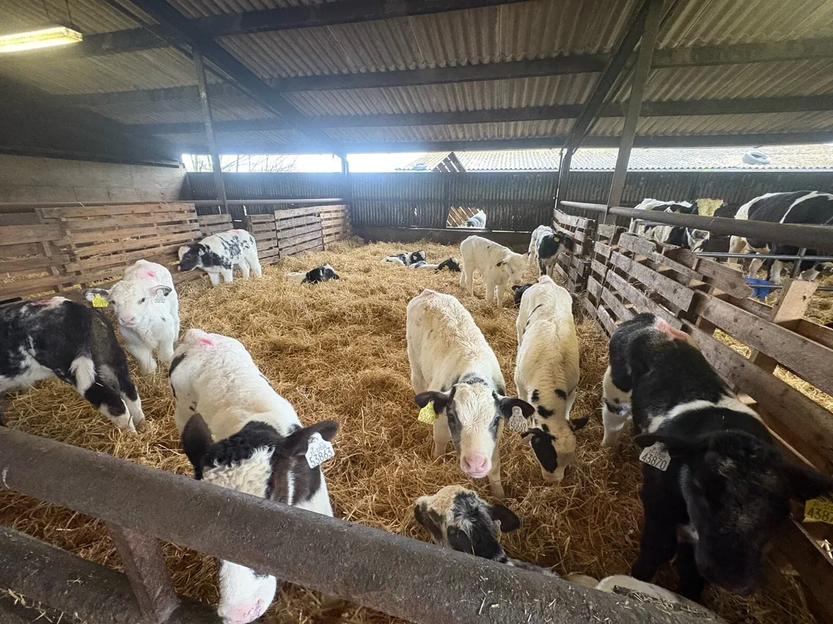 Belgian Blue Calves - Image 4