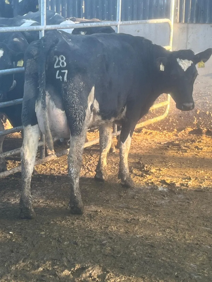 Dairy sale in New Ross this Friday at noon - Image 1