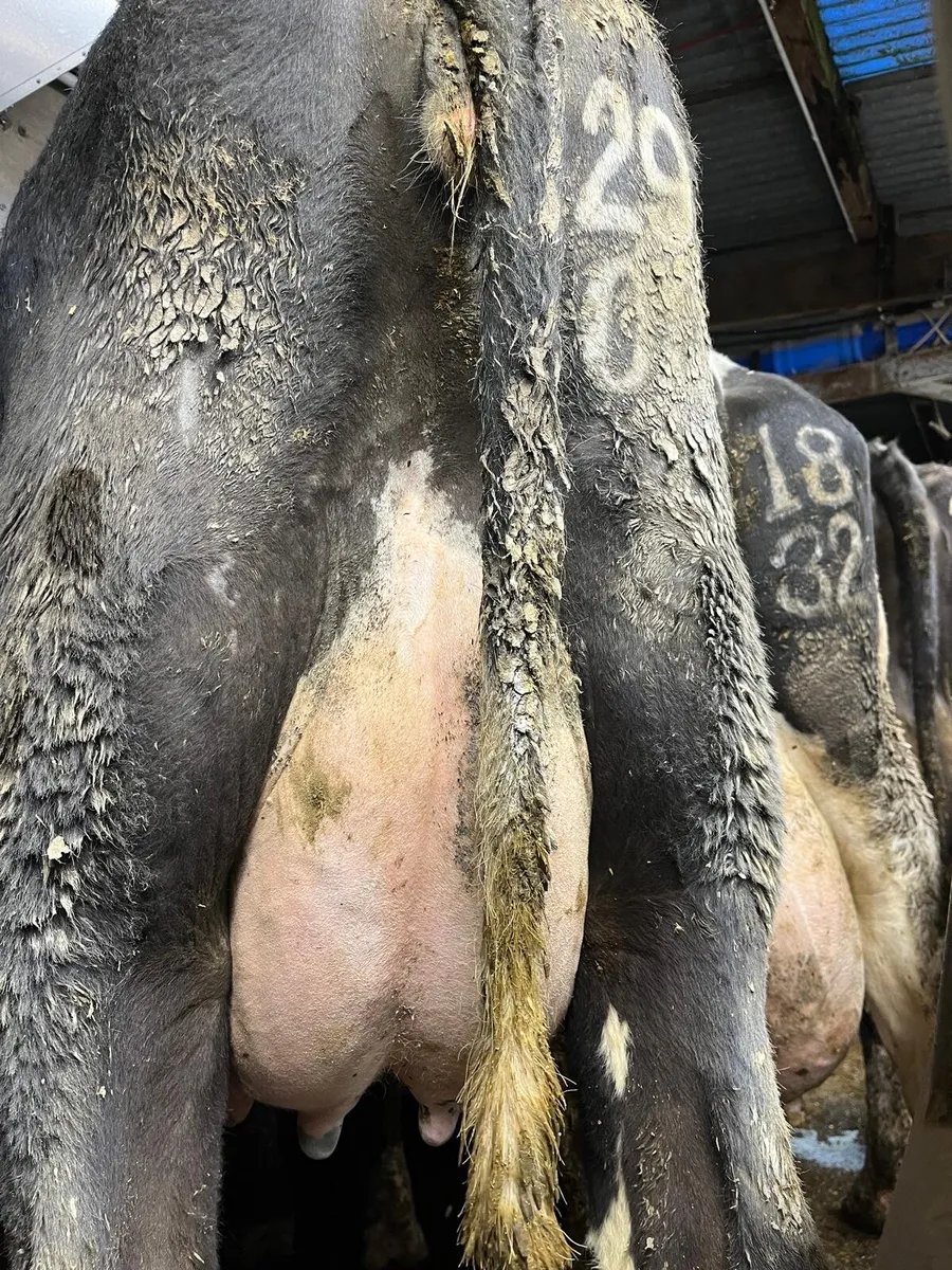 Dairy sale in New Ross this Friday at noon - Image 2