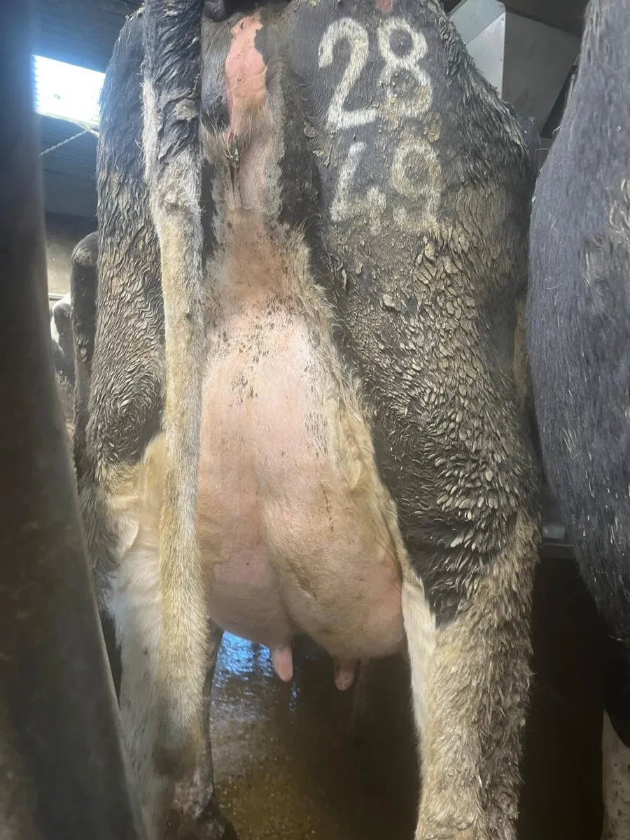 Dairy sale in New Ross this Friday at noon - Image 4