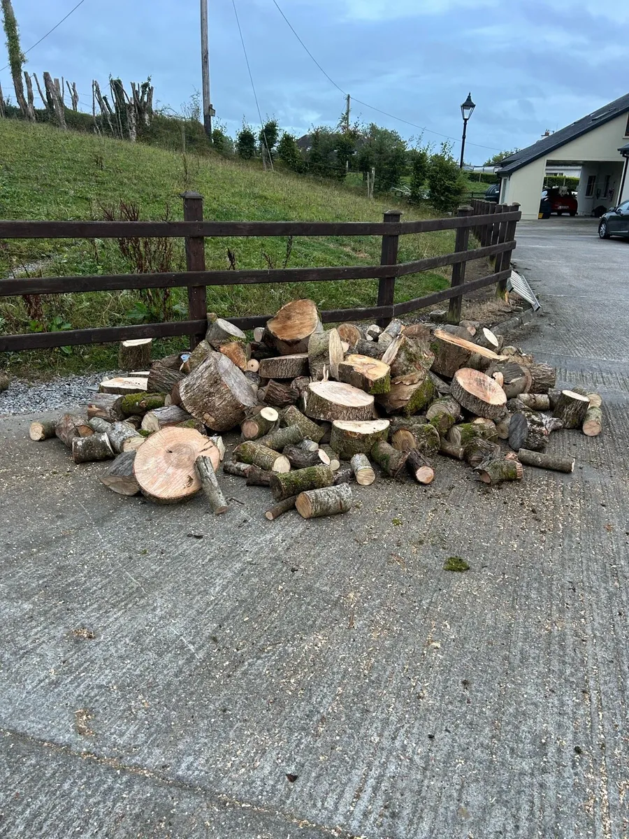 Ash firewood - Image 4
