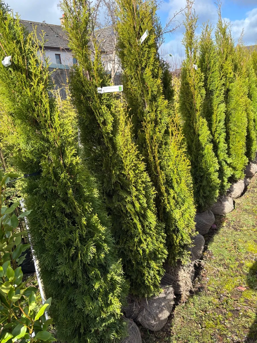 Thuja conifers 6ft - Image 1