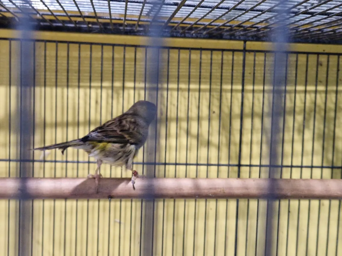 Hen Canary - Image 2