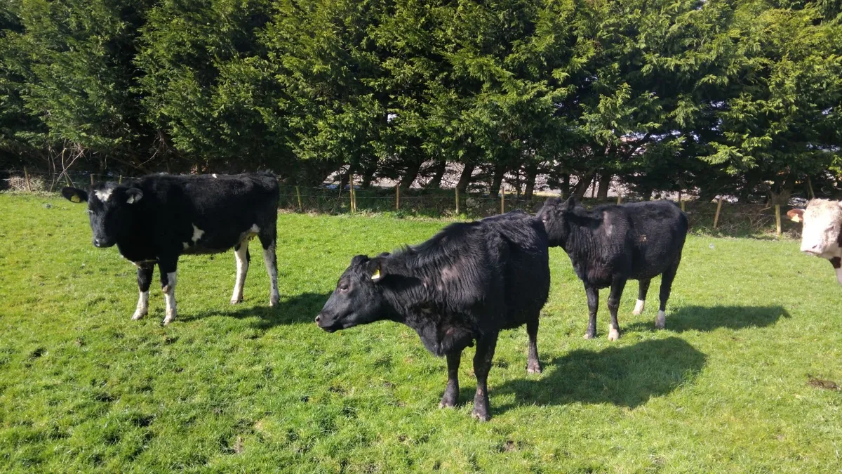 4 incalf heifers due april - Image 1