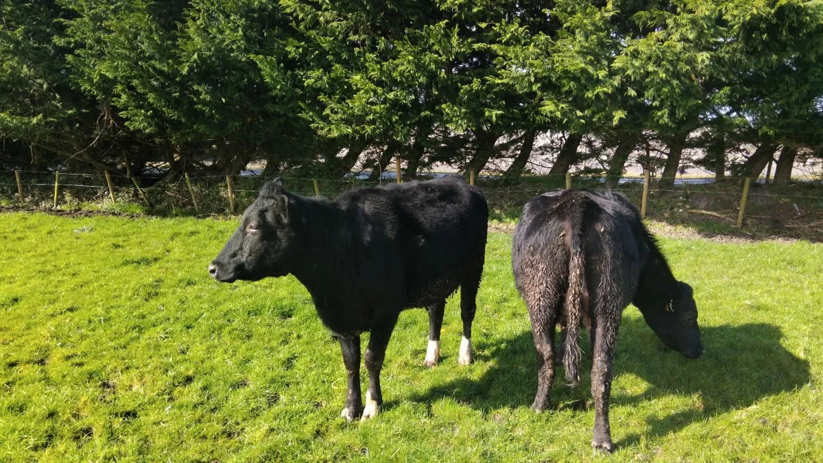 4 incalf heifers due april - Image 2