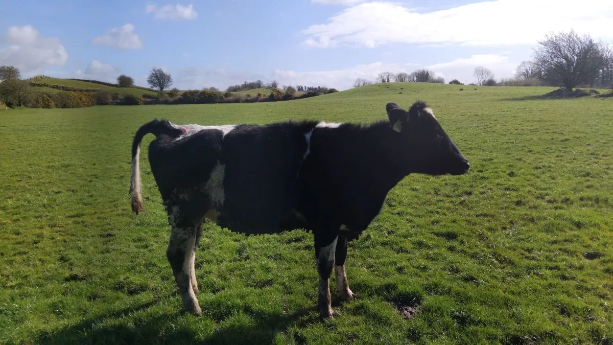 4 incalf heifers due april - Image 3