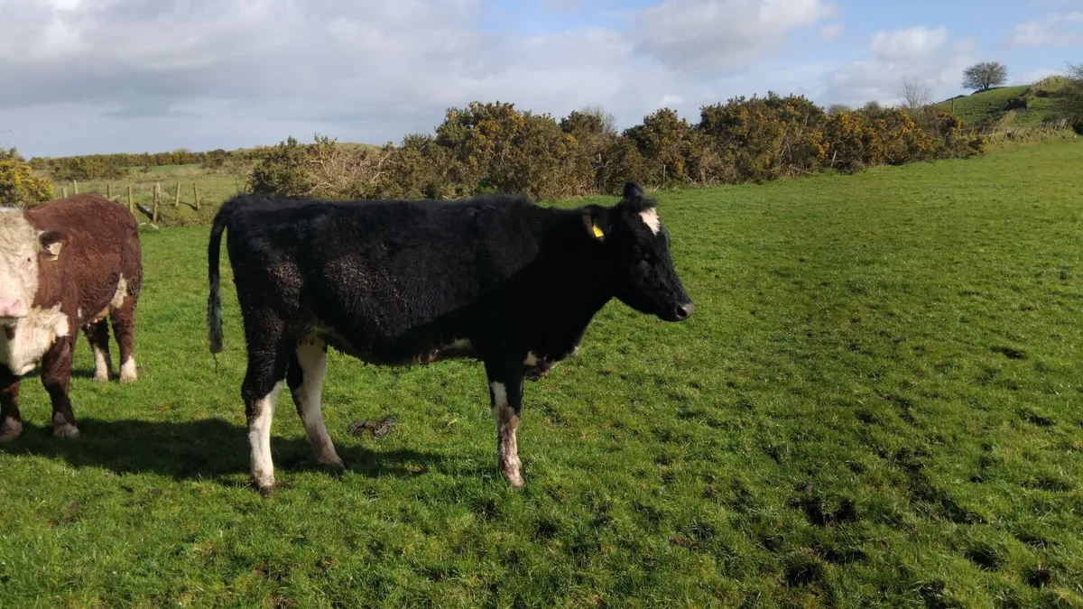 4 incalf heifers due april - Image 4