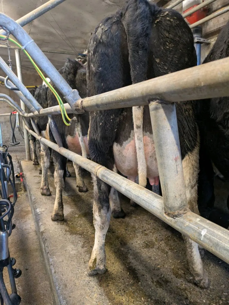 Freshly calved friesan heifers - Image 1