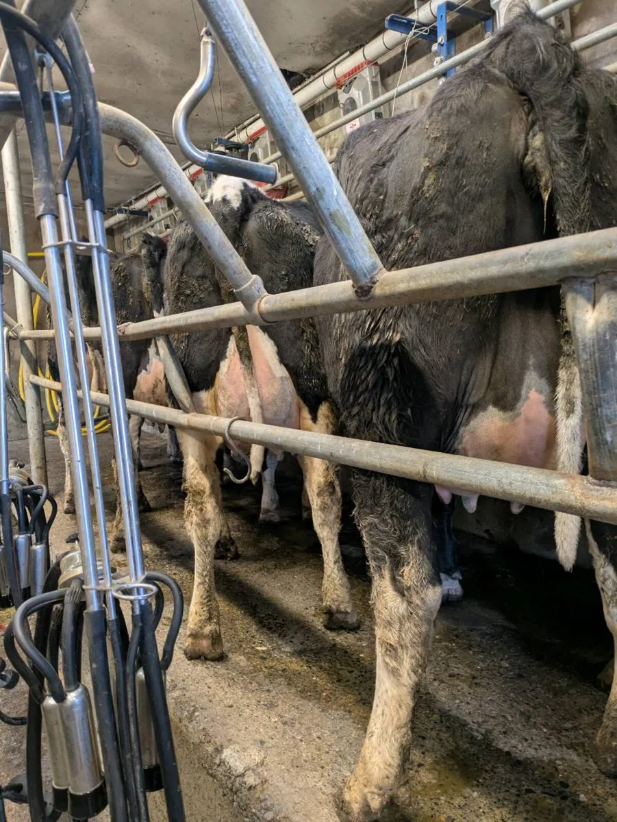 Freshly calved friesan heifers - Image 2