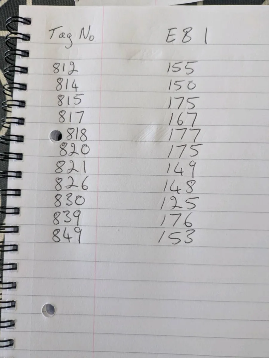 Freshly calved friesan heifers - Image 3