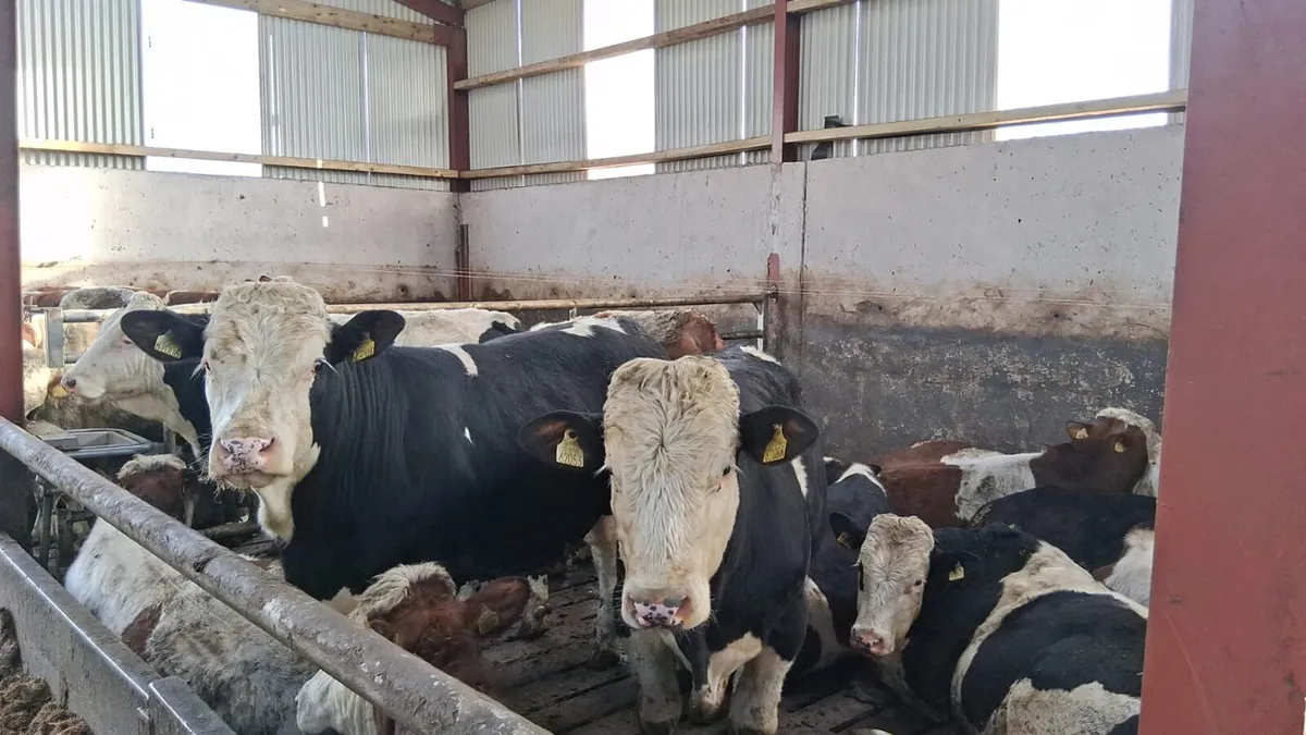 Bull weanling - Image 1