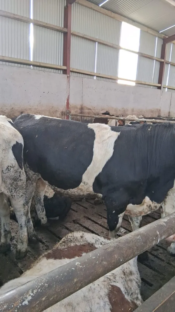 Bull weanling - Image 2