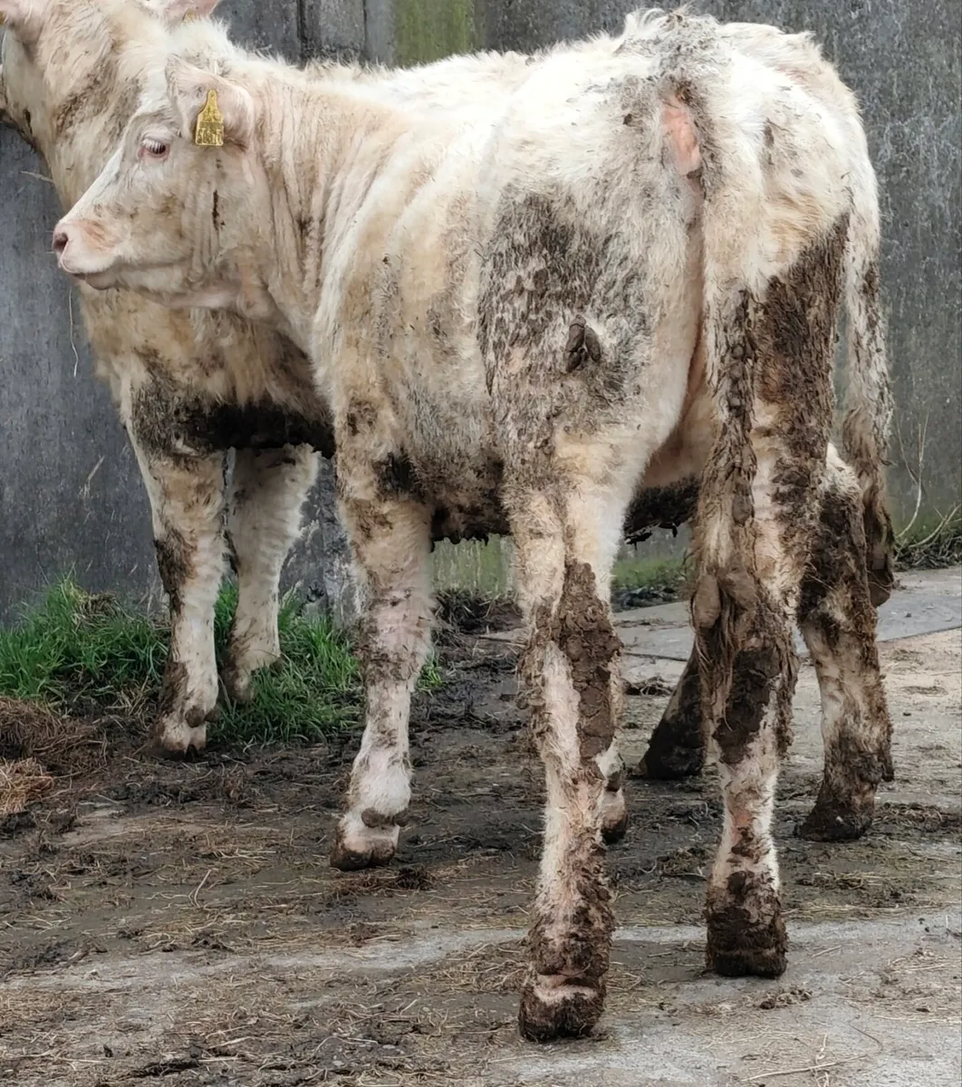 Pedigree Reg Charolais Heifers - 5⭐ SCEP eligible - Image 4