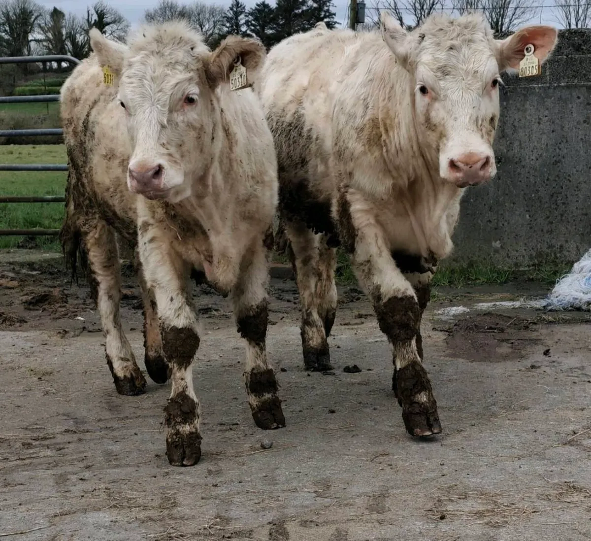 Pedigree Reg Charolais Heifers - 5⭐ SCEP eligible - Image 1