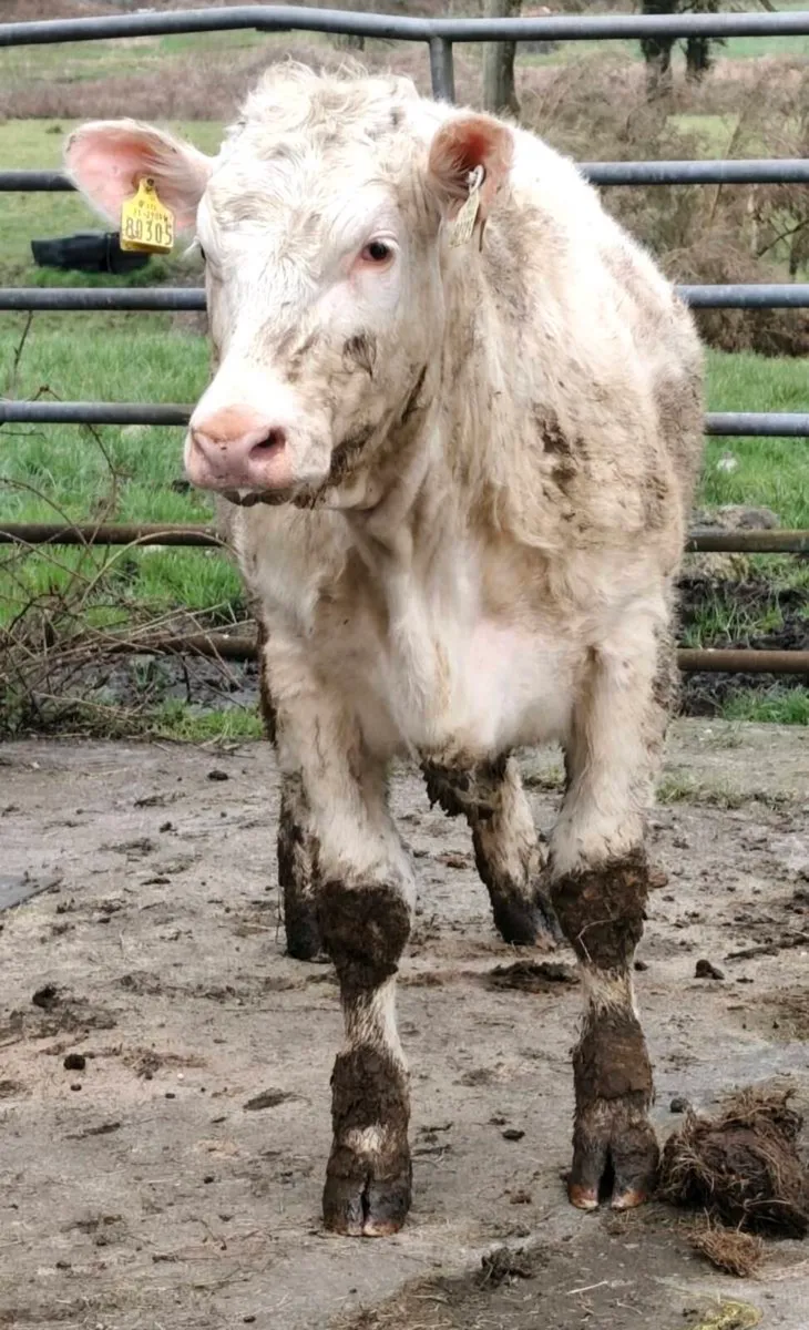 Pedigree Reg Charolais Heifers - 5⭐ SCEP eligible - Image 2