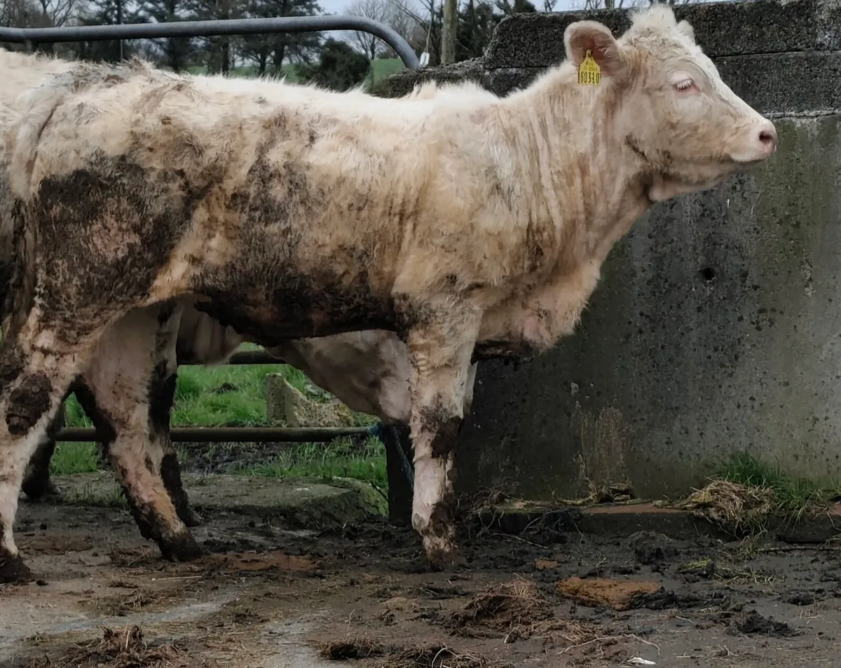 Pedigree Reg Charolais Heifers - 5⭐ SCEP eligible - Image 3