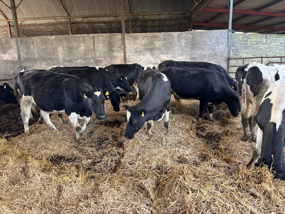 🐄⚫️⚪️Autumn caving heifers ⚪️⚫️🐄 - Image 4