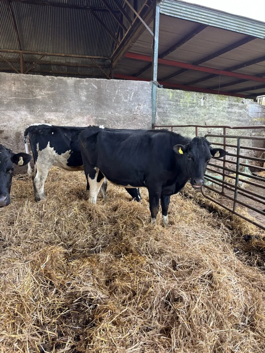 🐄⚫️⚪️Autumn caving heifers ⚪️⚫️🐄 - Image 1