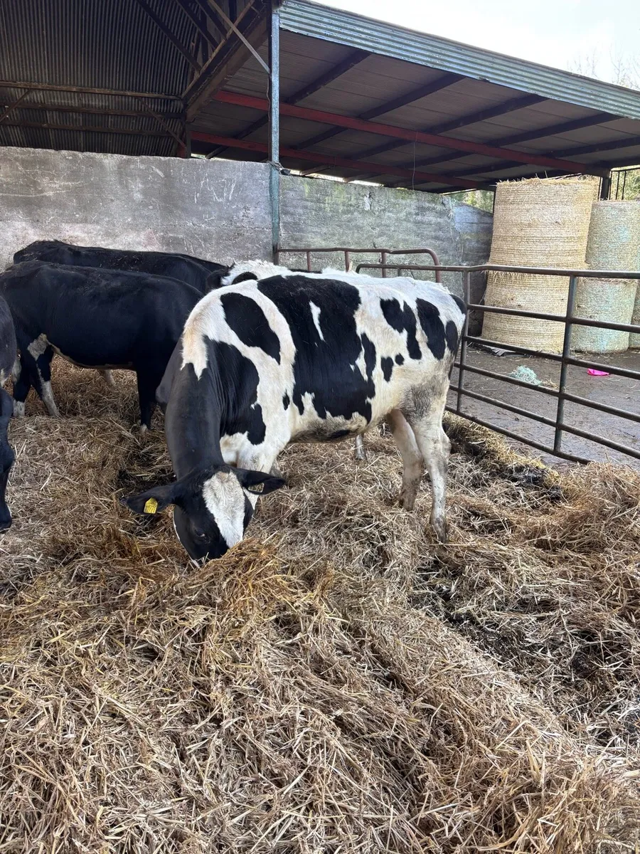 🐄⚫️⚪️Autumn caving heifers ⚪️⚫️🐄 - Image 2
