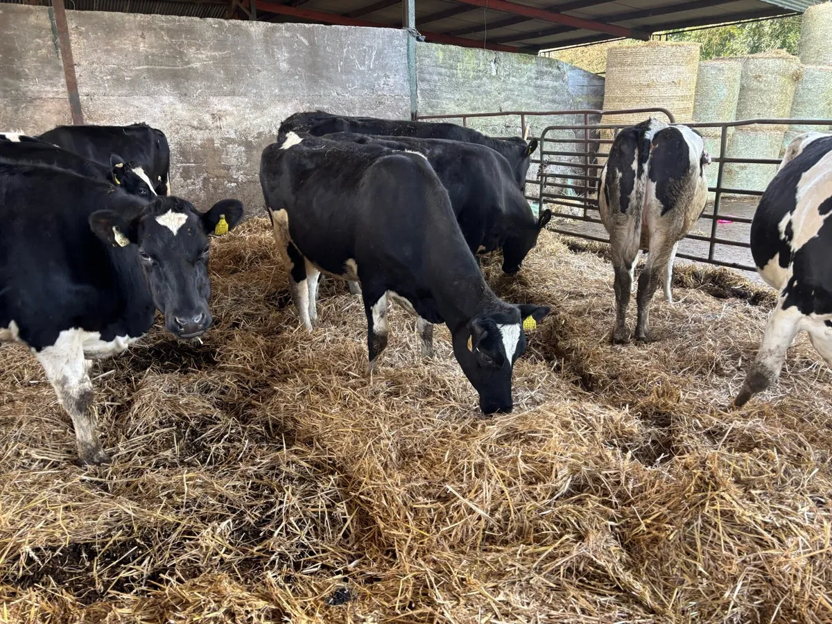 🐄⚫️⚪️Autumn caving heifers ⚪️⚫️🐄 - Image 3