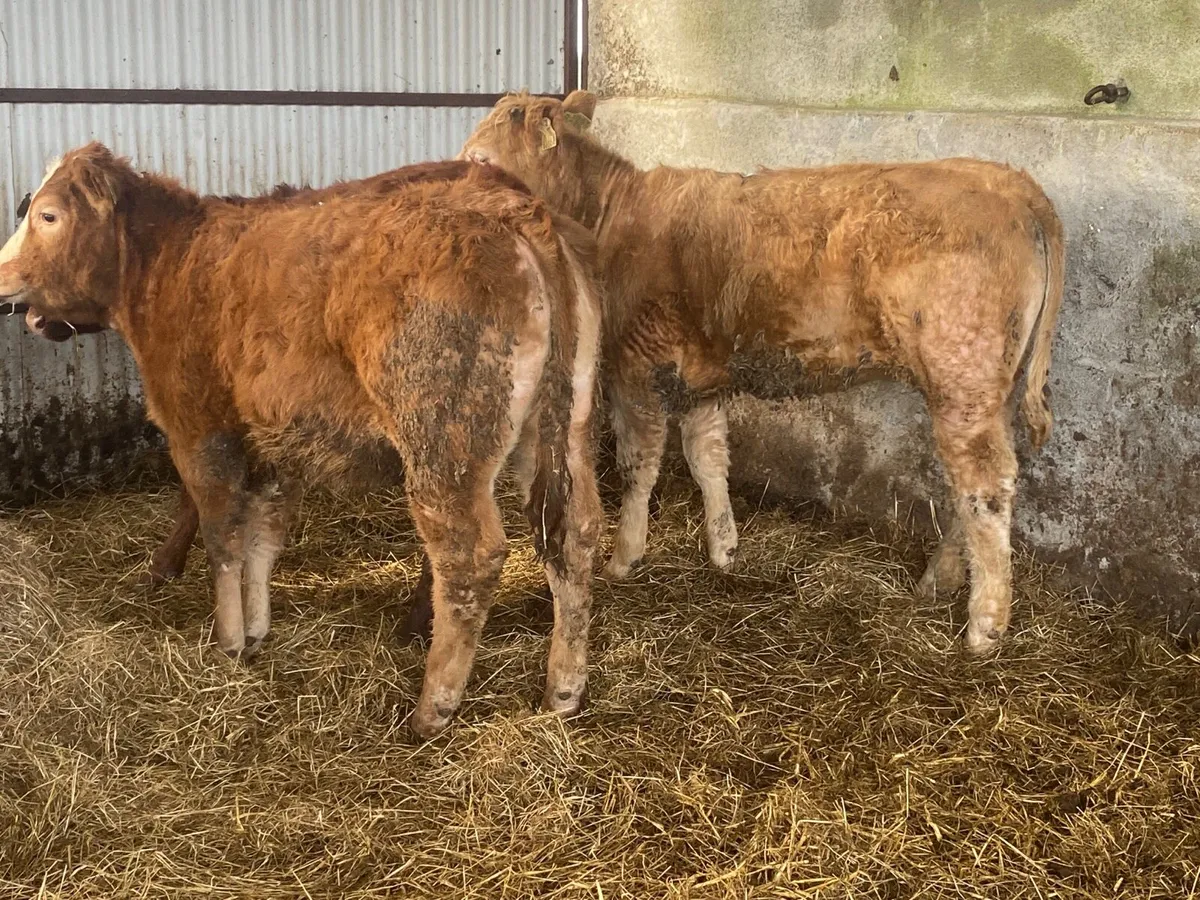 3 Super Weanling Heifers - Image 1
