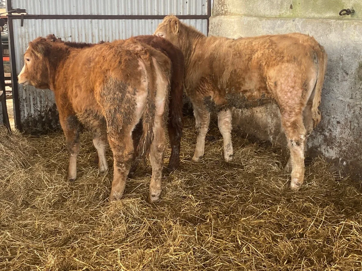 3 Super Weanling Heifers - Image 3