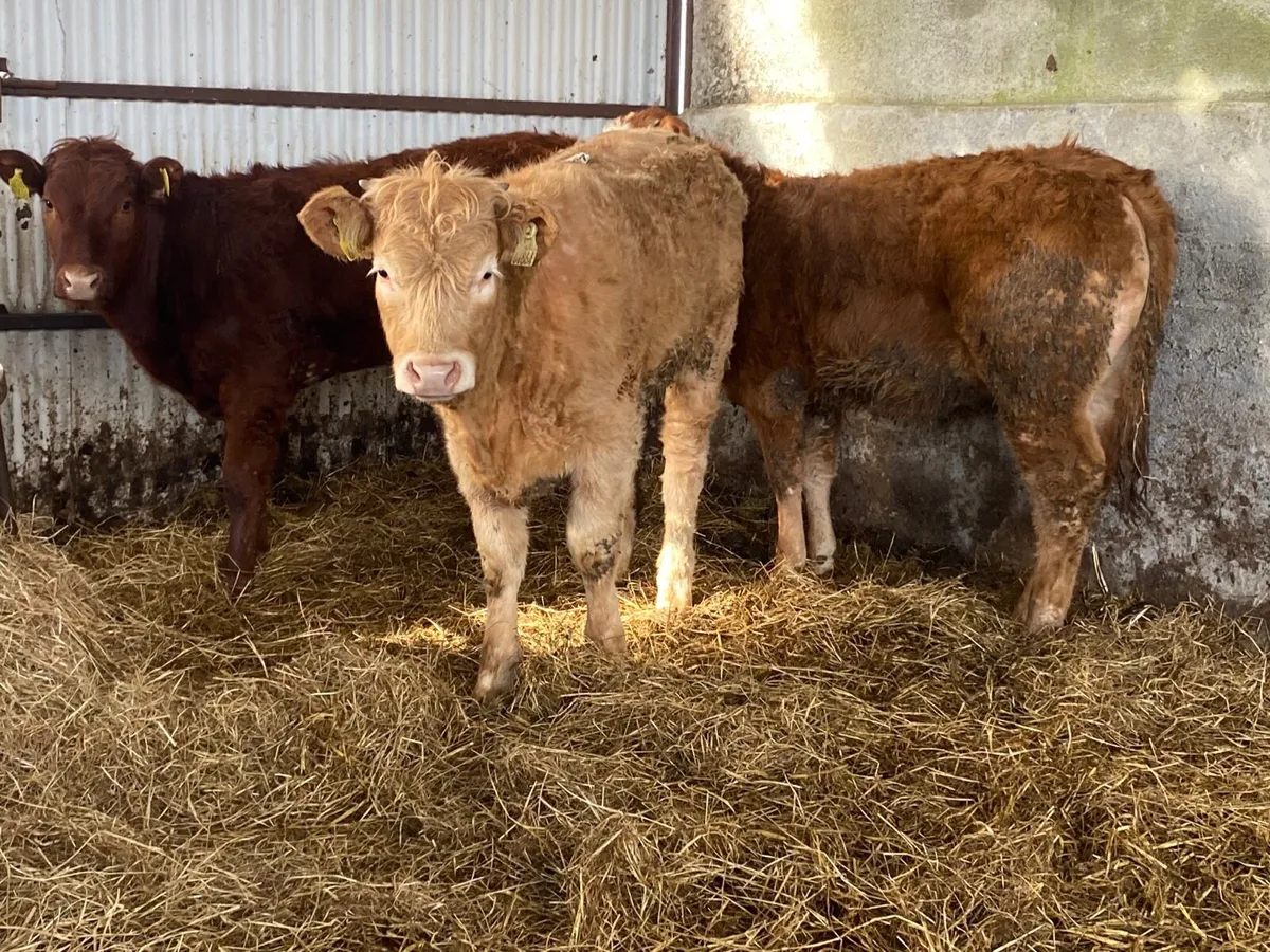 3 Super Weanling Heifers - Image 4