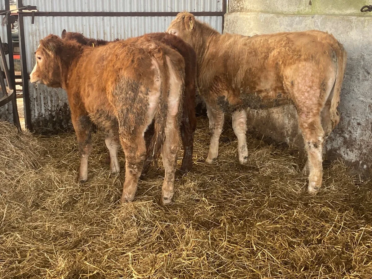 3 Super Weanling Heifers - Image 2