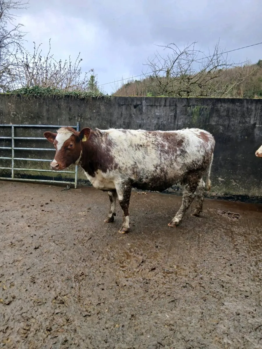 Limousine heifer and calf - Image 4