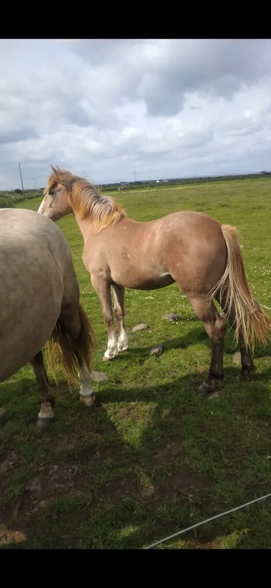 Qualiry Irish draught filly - Image 2