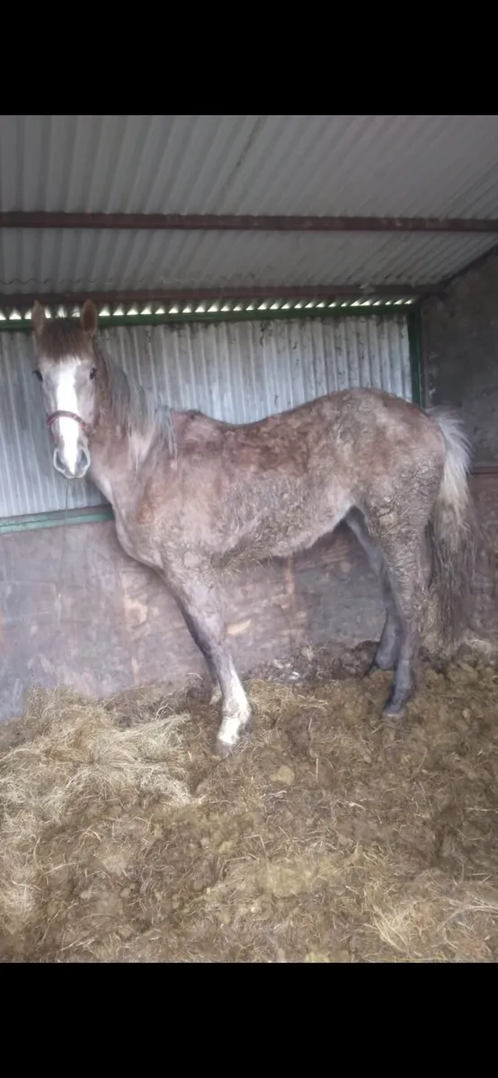 Qualiry Irish draught filly - Image 3