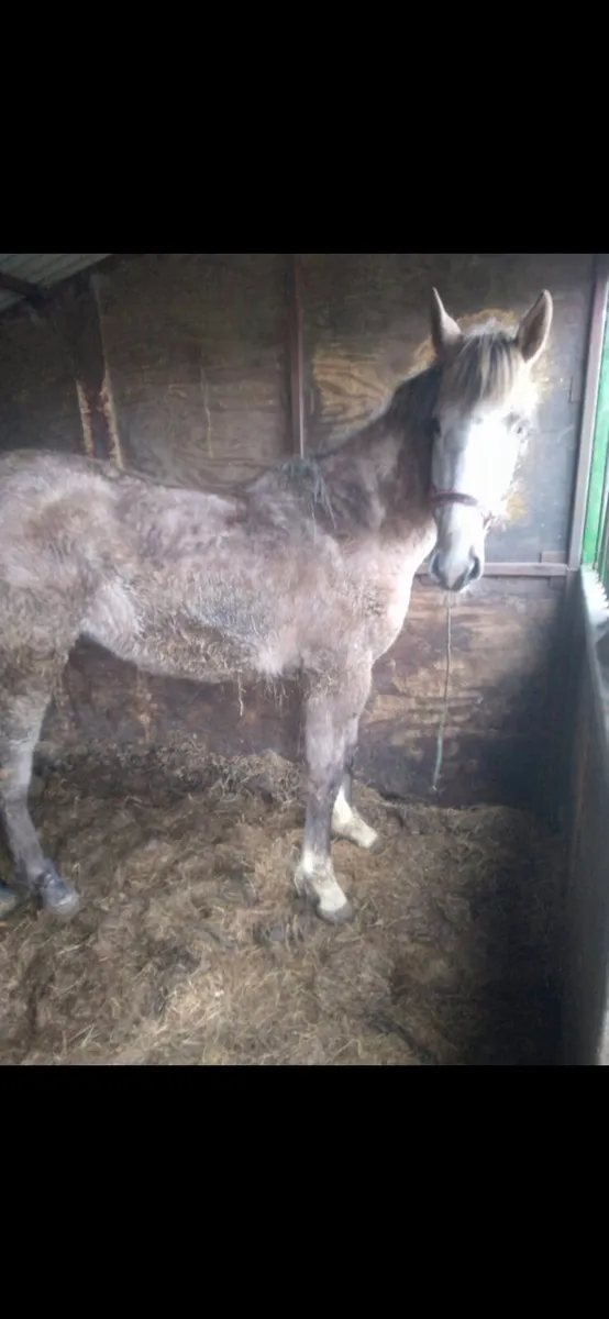 Qualiry Irish draught filly - Image 4