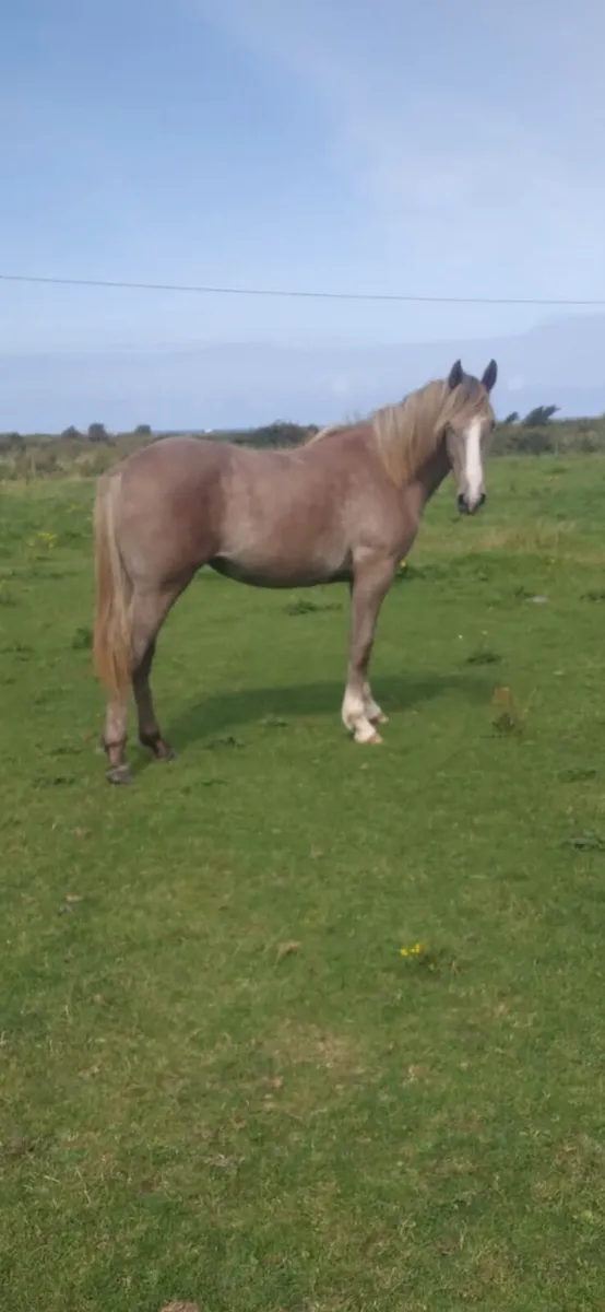 Qualiry Irish draught filly - Image 1