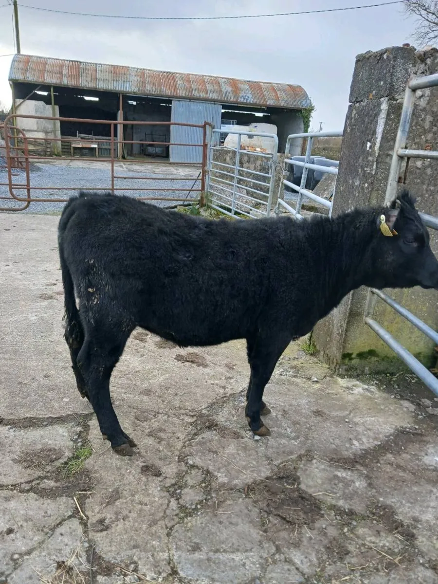 Dexter weanling heifer - Image 1