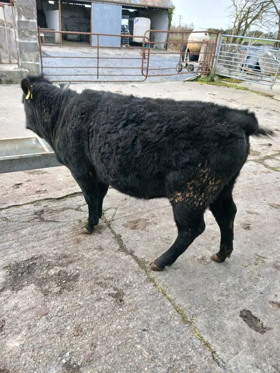 Dexter weanling heifer - Image 2