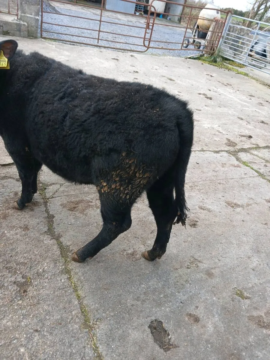 Dexter weanling heifer - Image 3