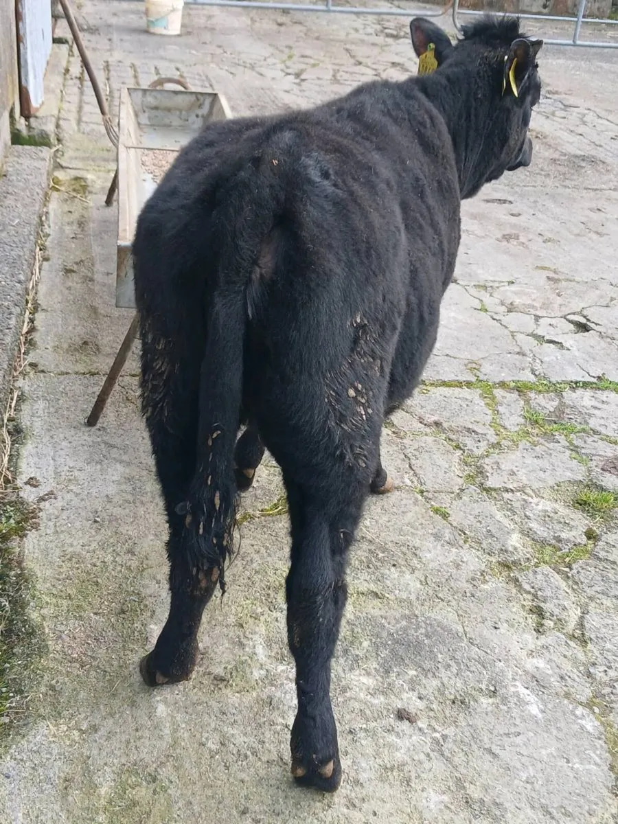 Dexter weanling heifer - Image 4