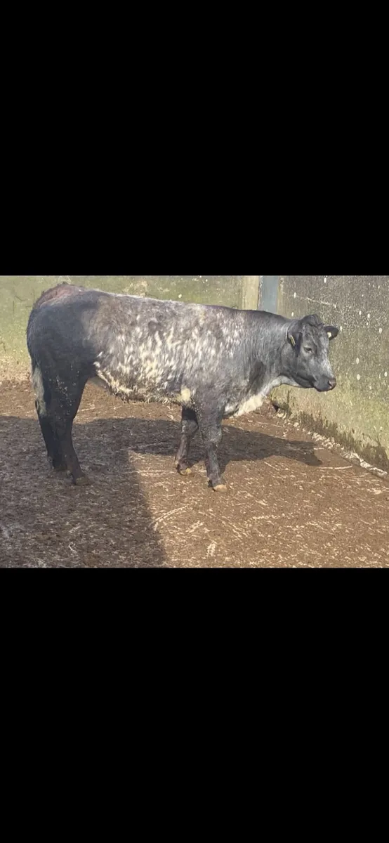 Heifer at Ennis Mart tomorrow - Lot 103K - Image 1