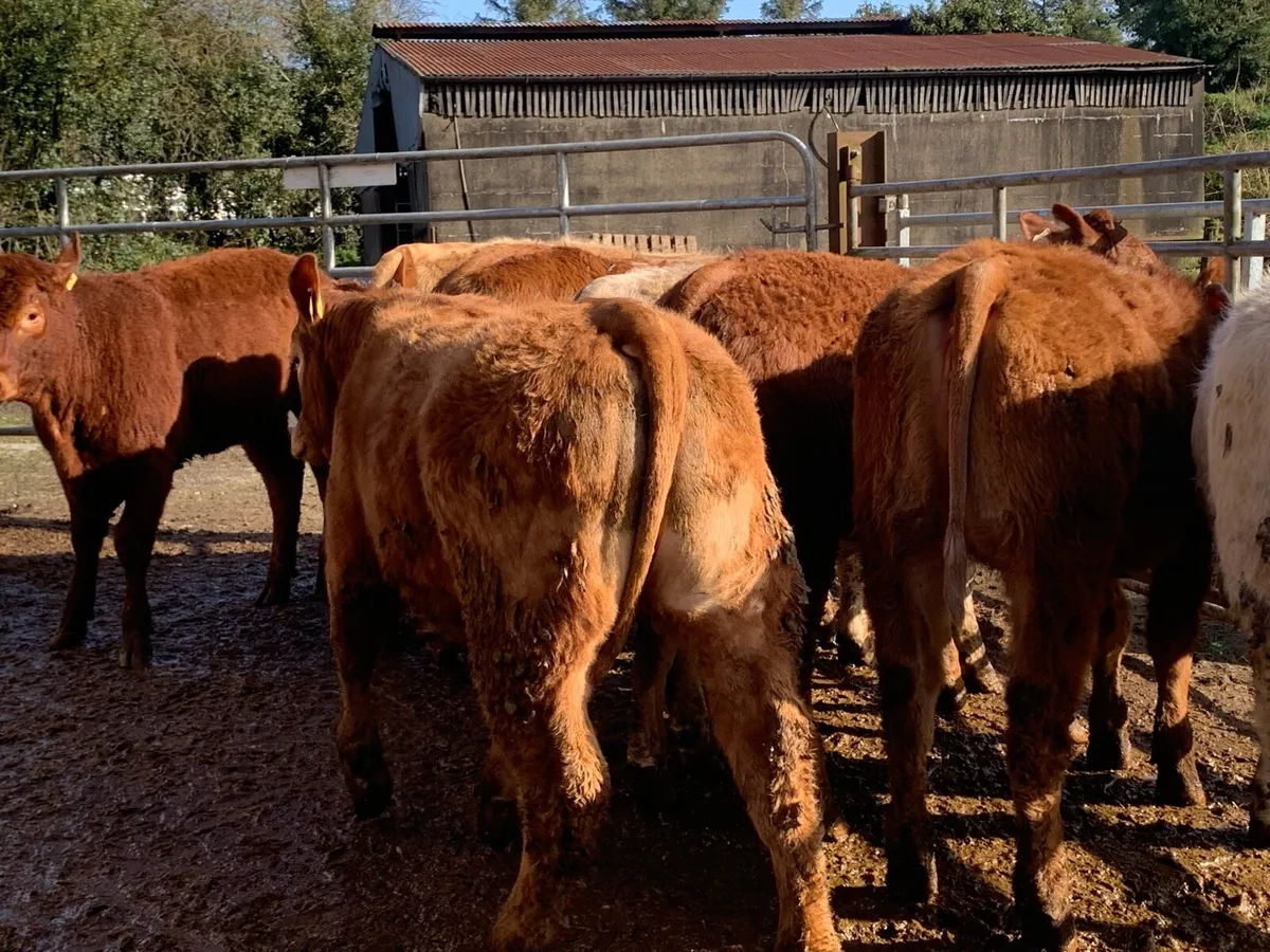 10. U grade heifers 350kg - Image 1