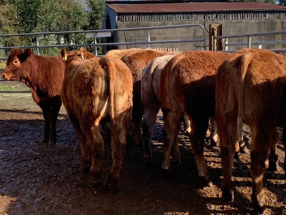 10. U grade heifers 350kg - Image 2