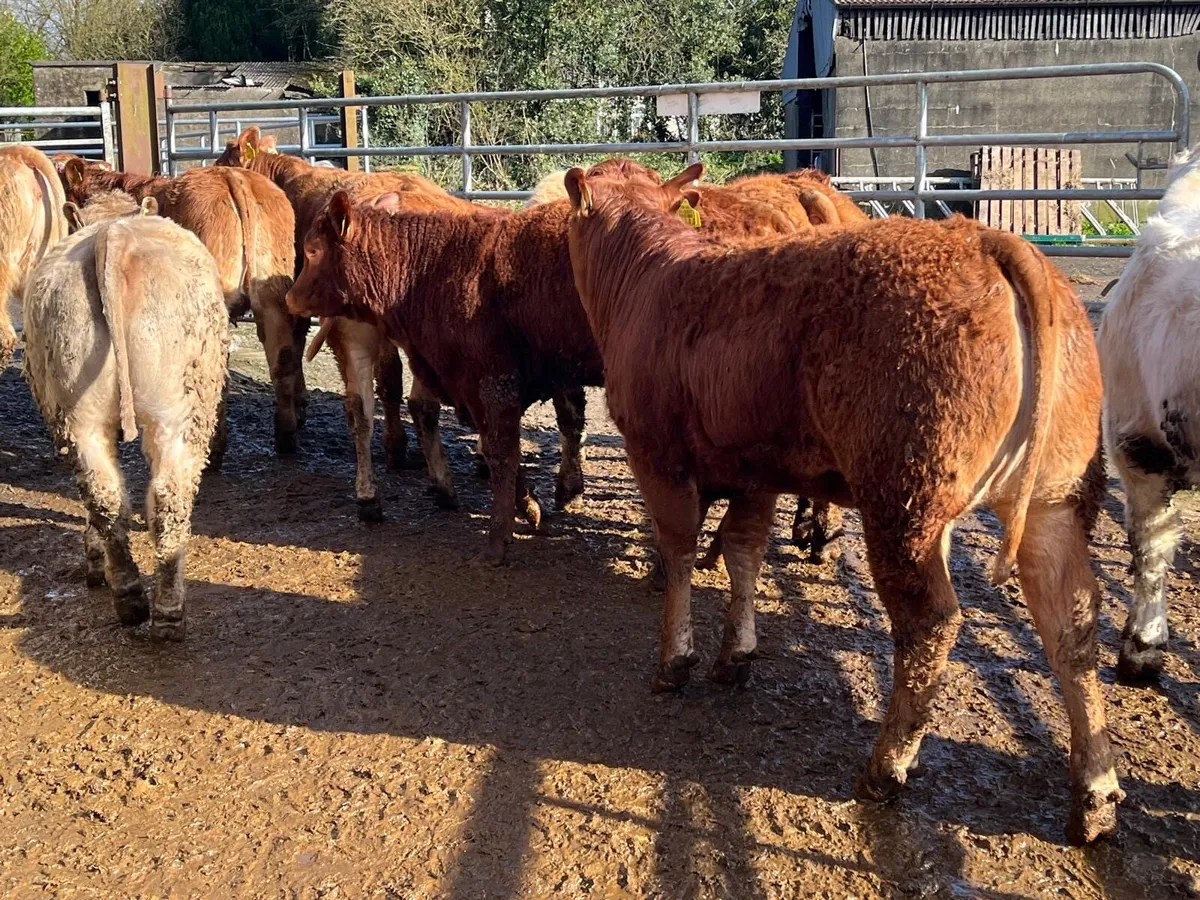 10. U grade heifers 350kg - Image 3