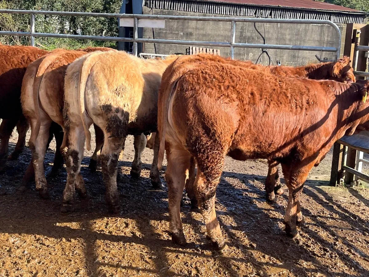 10. U grade heifers 350kg - Image 4