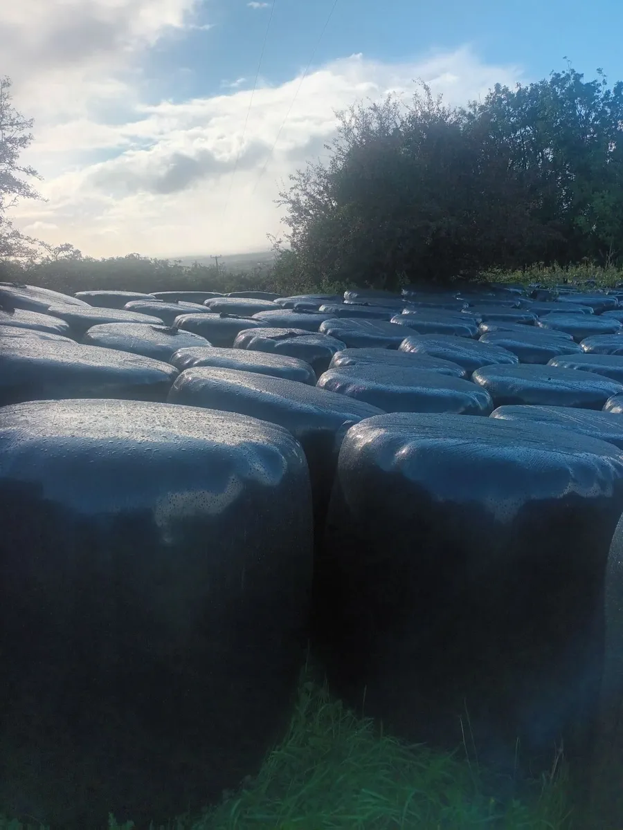 Silage bales