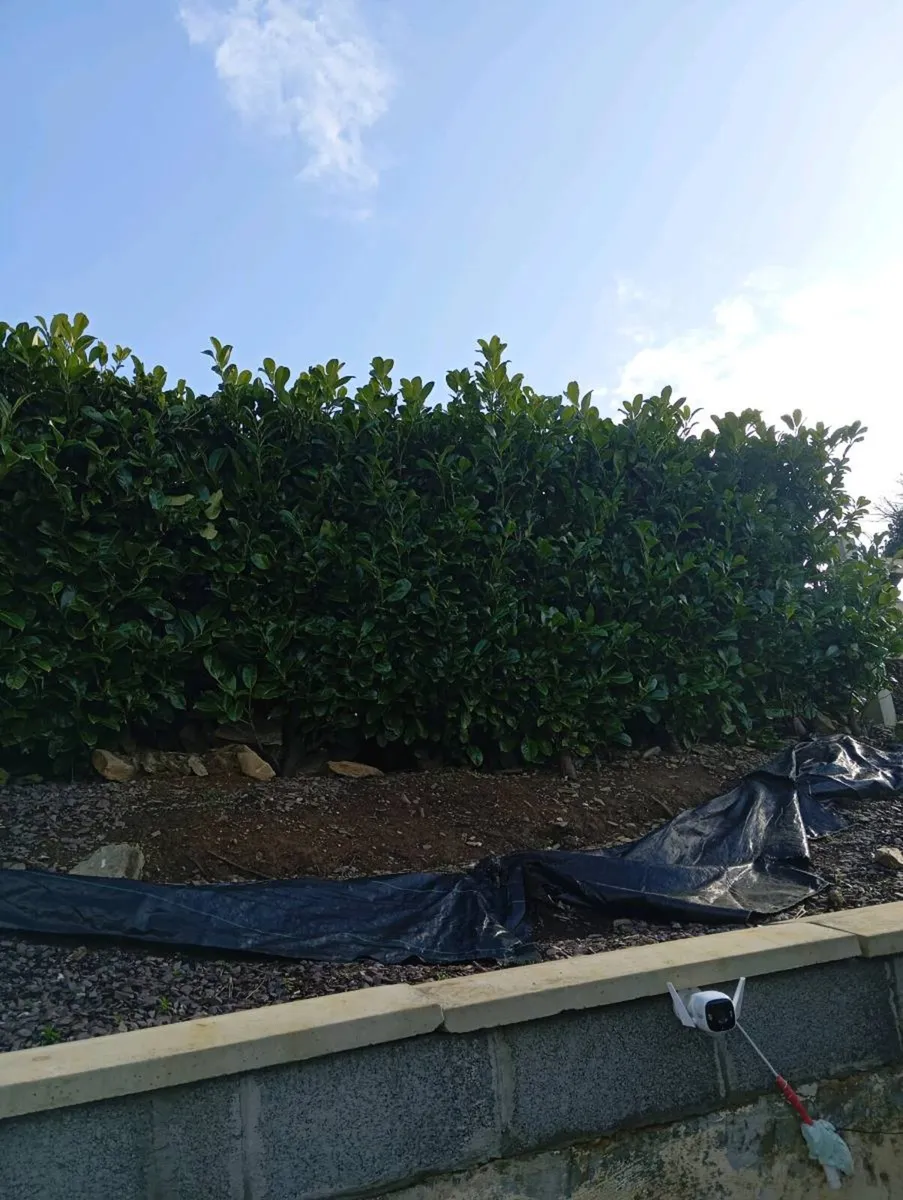Laurel hedging - Image 1
